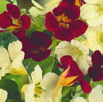 Nasturtium Seeds – Night and Day