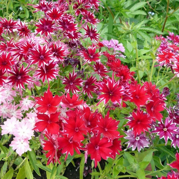 Phlox Seeds – Twinkle Star