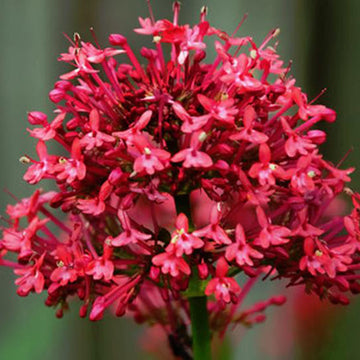 Red Valerian Seeds – Perennial Blooms