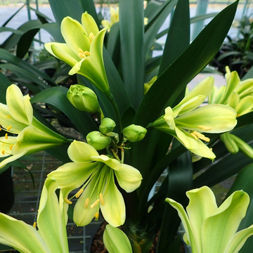 Clivia Seeds – Green