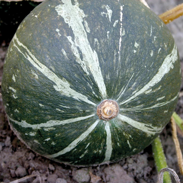 Squash Seeds – Green Hokkaido