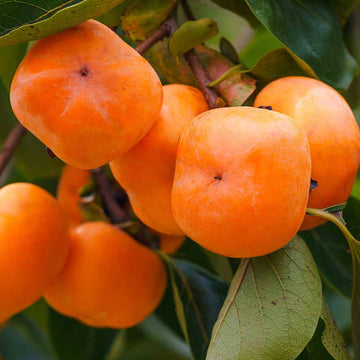 Persimmon Tree Seeds
