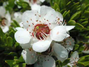 Manuka Seeds – Tea Tree