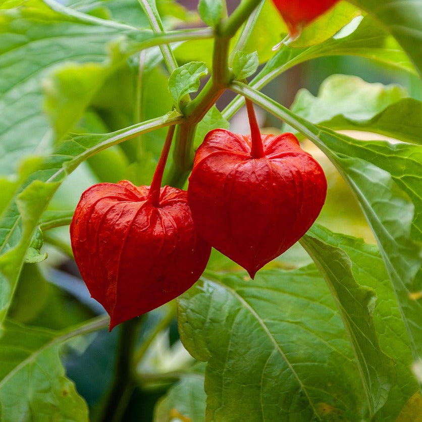 Lantern Bladder Cherry Seeds