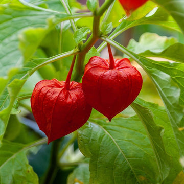 Lantern Bladder Cherry Seeds