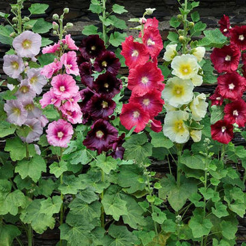 Alcea Rosea Seeds – Mixed Colors