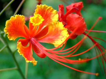 Bird of Paradise Seeds – Red