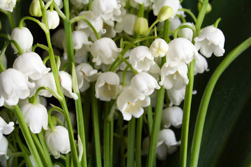 Lily of the Valley Seeds – Fragrant Perennial Blooms