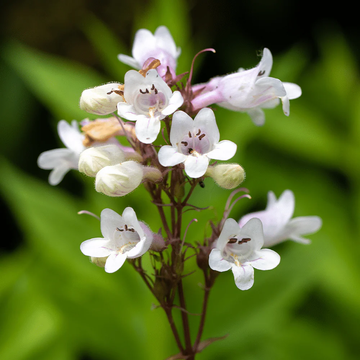 Foxglove Beardtongue Seeds – Perennial Wildflower