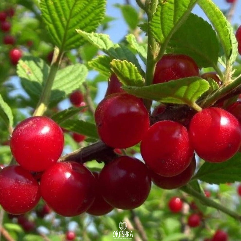 Cherry Seeds – Nanking
