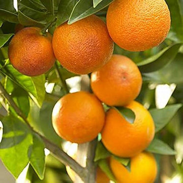 Orange Seeds – Mandarin