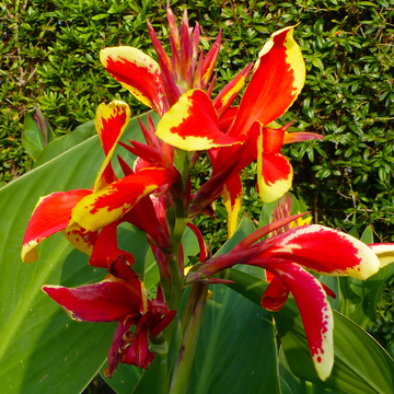 Canna Seeds - Lucifer