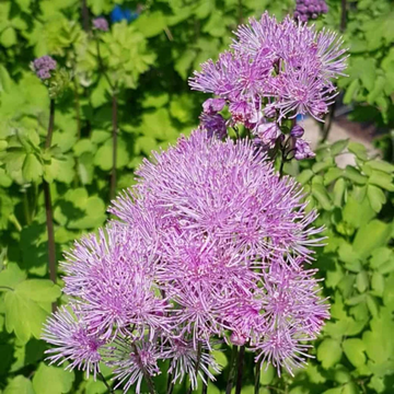 Meadow Rue Seeds – Aquilegifolium