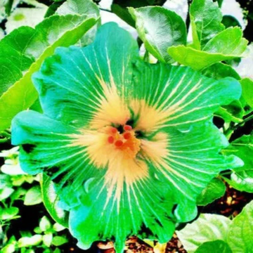 Hibiscus Seeds – Green Yellow