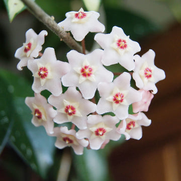 Hoya Carnosa Seeds – Wax Plant