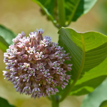 Milkweed Seeds – Common