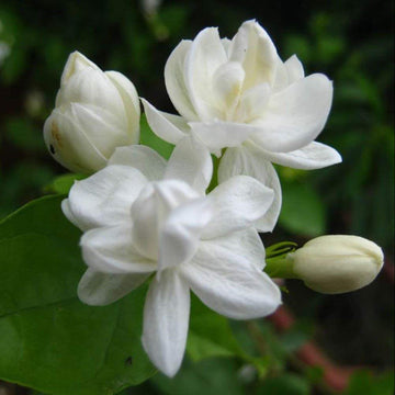 Jasmine Seeds – Fragrant Blooming