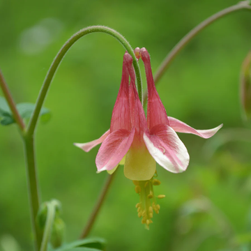 Columbine Seeds – Canadian