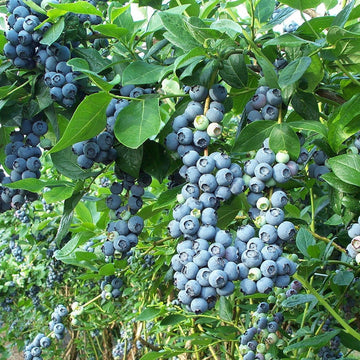 Blueberry Seeds