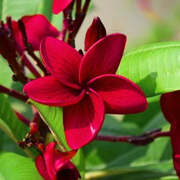 Plumeria Seeds – Red