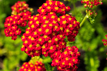 Yarrow Seeds - Red