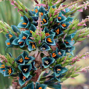 Sapphire Tower Seeds – Rare Exotic Blooms