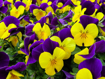 Pansy  Seeds – Red & Brown, Heirloom & GMO
