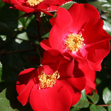 Rosa Rugosa Seeds – Red