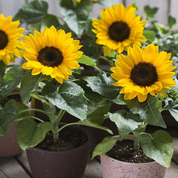 Sunflower Seeds - Sunspot