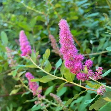 Spiraea Douglasii Seeds – Hardy Pink Bloom