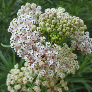 Asclepias Fascicularis Seeds – Narrowleaf Milkweed