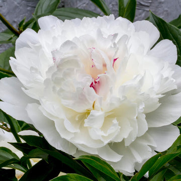 Peony Seeds - White