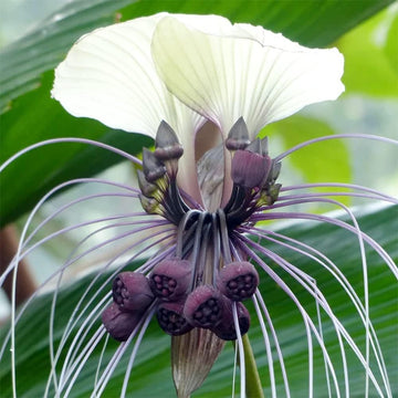 White Bat  Seeds – Tacca Integrifolia