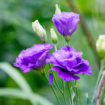 Lisianthus Seeds – Prairie Gentian