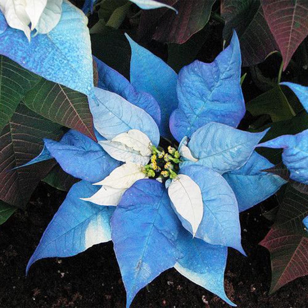 Poinsettia Seeds – Blue