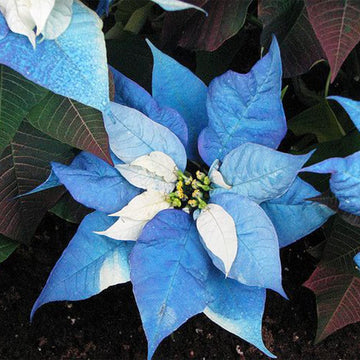 Poinsettia Seeds – Blue
