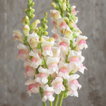 Snapdragon Seeds – Appleblossom
