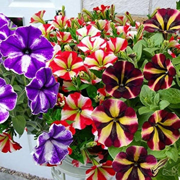 Petunia Seeds – Star Mix
