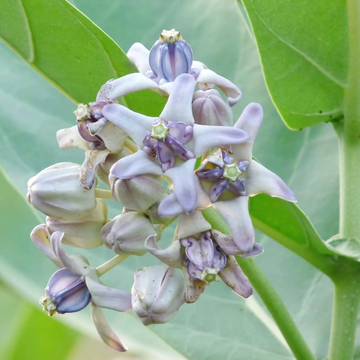 Calotropis Gigantea Seeds – Giant Milkweed