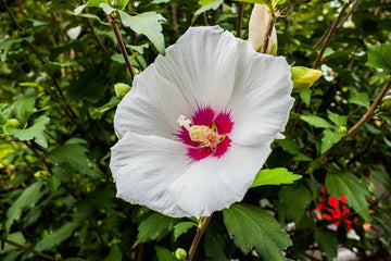 Hibiscus Seeds – White Eye