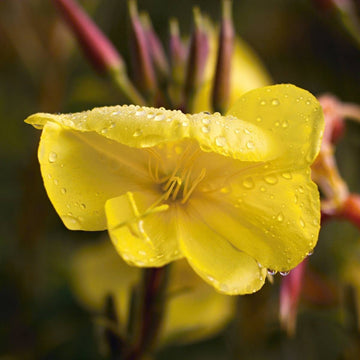 Evening Primrose Seeds – Cutleaf  Heirloom & GMO