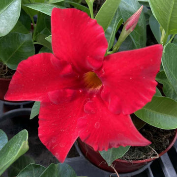 Mandevilla Seeds – Sanderi