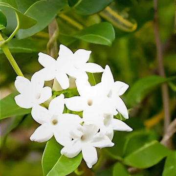 Stephanotis Seeds – Floribunda