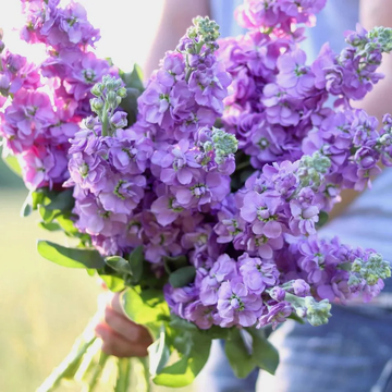 Lilac Seeds – Common Lilac