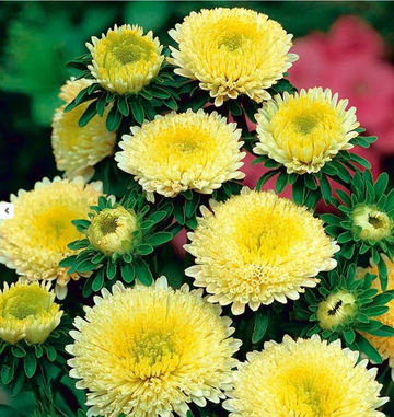 Callistephus Seeds – Yellow Peony Aster