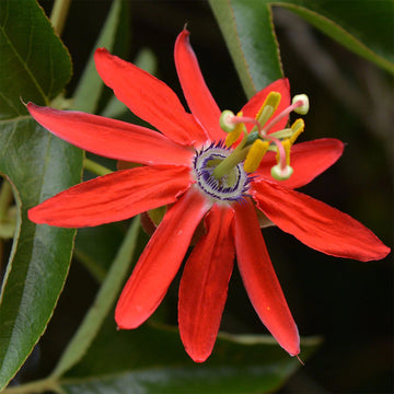 Passion  Seeds – Red