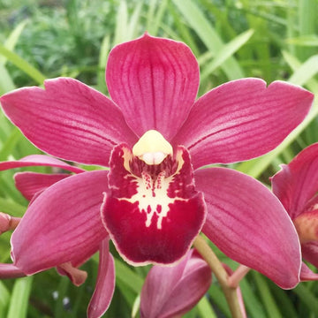Cymbidium Seeds – Boat Orchid
