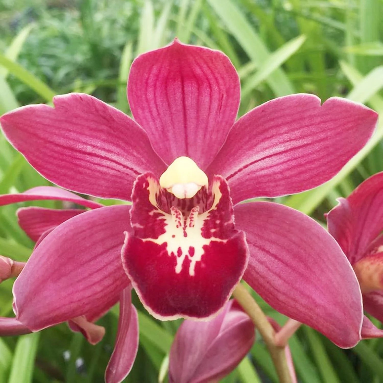 Cymbidium Seeds – Orchid