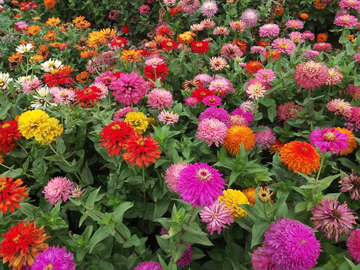 Zinnia Seeds – Giant Cactus