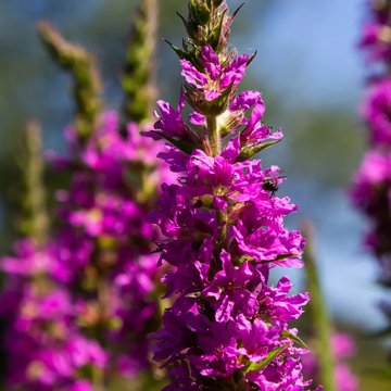 Purple Loosestrife Seeds – Hardy Perennial